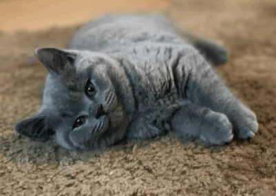 blue-grey-cat-sbscats-britishshorthairs-feature.png