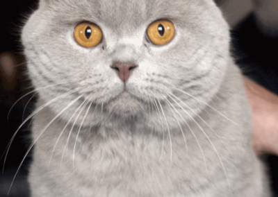 lilac-cat-breed-sbscats-britishshorthairs-feature.png