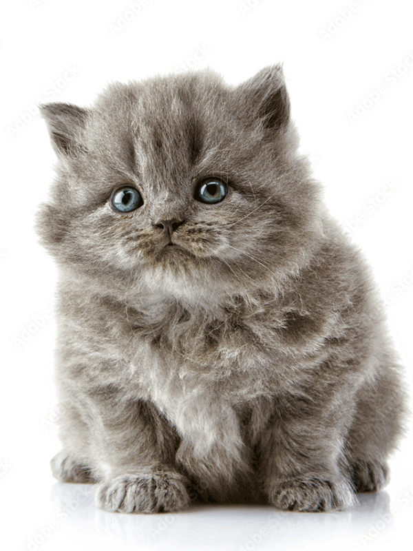 longhair-breed-sbscats-britishshorthairs-feature
